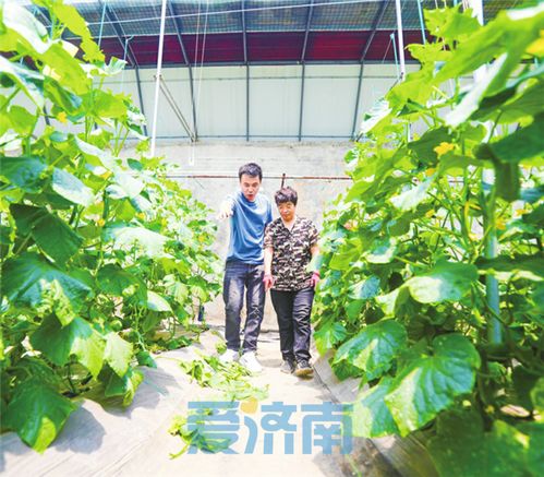 济南南山有个 乡土博士 ,18个果蔬大棚一年带动农产品销售400万斤