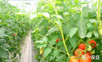 中国农业科学院展示健康高效绿色蔬菜种植模式