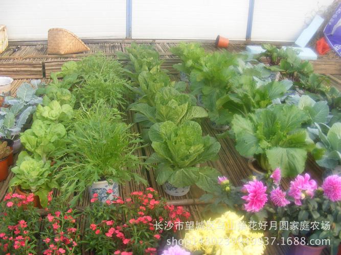花卉 蔬菜种植 生态农业 水上种植设备 生态浮岛浮板生态景观浮床
