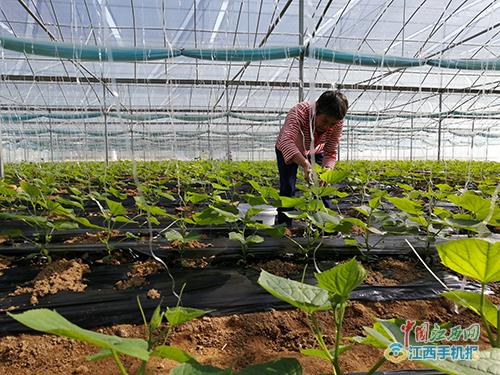 安远镇岗乡 积极推进秋季蔬菜种植