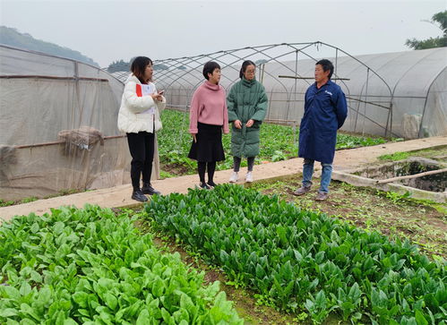 重庆九龙坡 蔬菜保险 为种植户保驾护航
