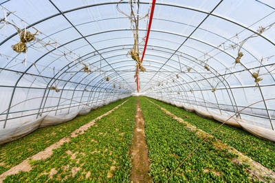 自建基地当“菜农”,国企探索蔬菜保供新模式